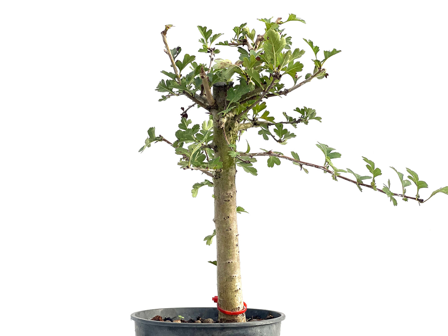 Crataegus Monogyna 2734