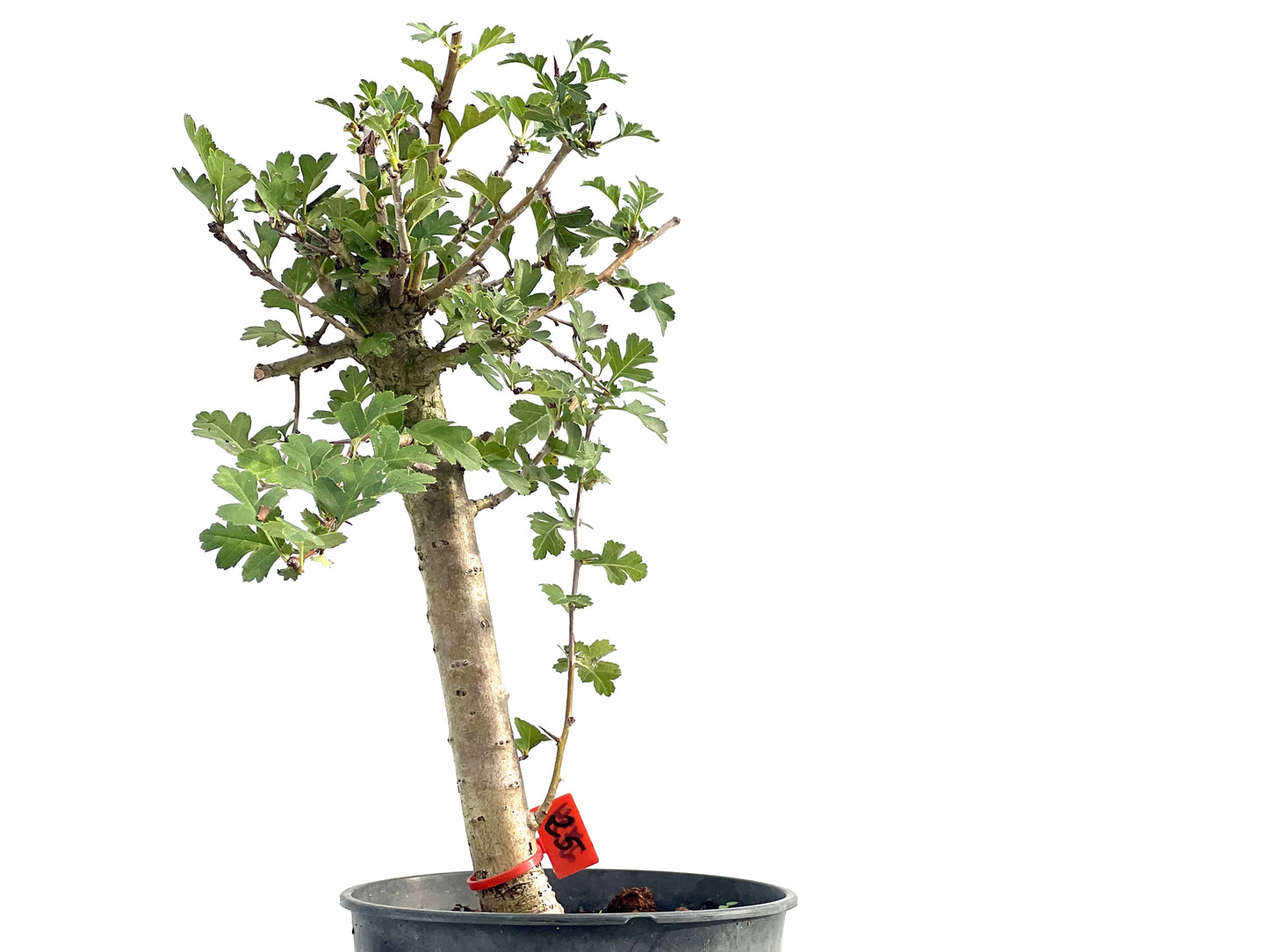 Crataegus Monogyna 2734