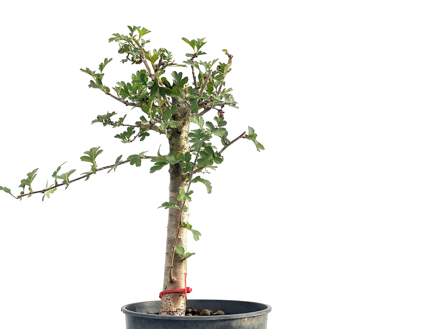 Crataegus Monogyna 2734