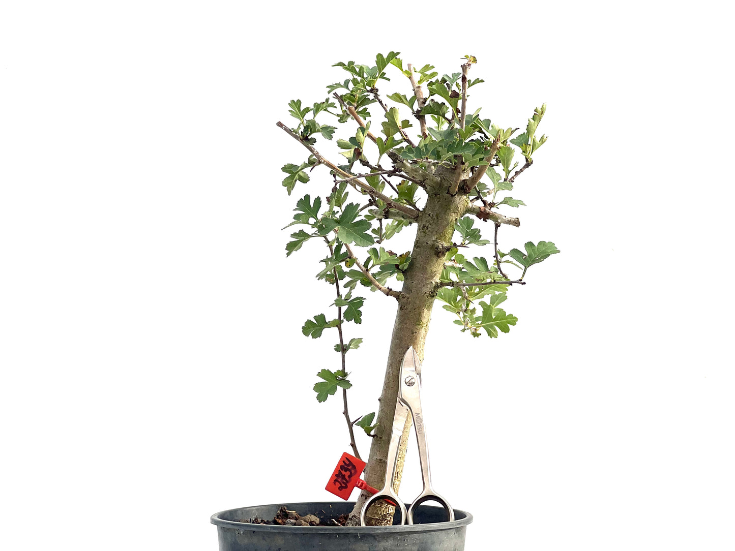 Crataegus Monogyna 2734