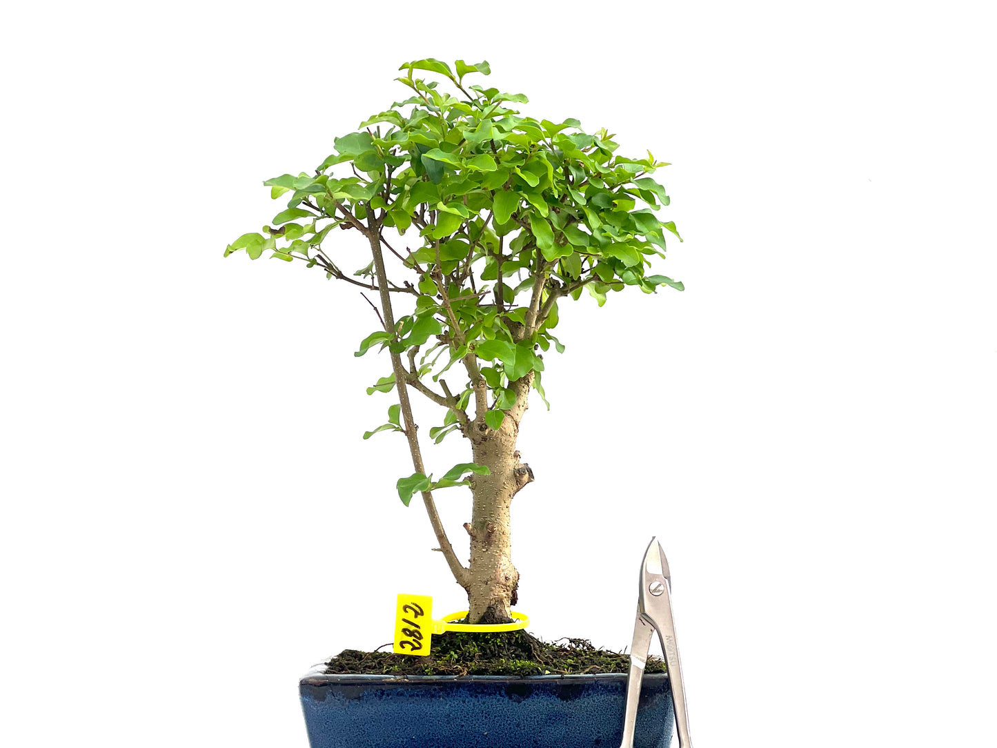 Ligustrum Sinensis 2812