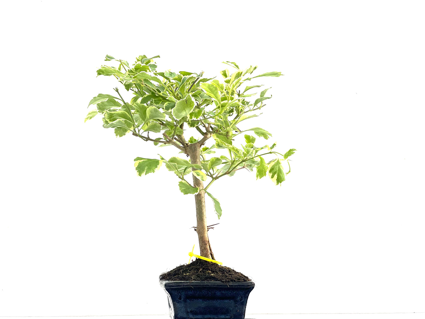Durantha Repens Variegada 2813