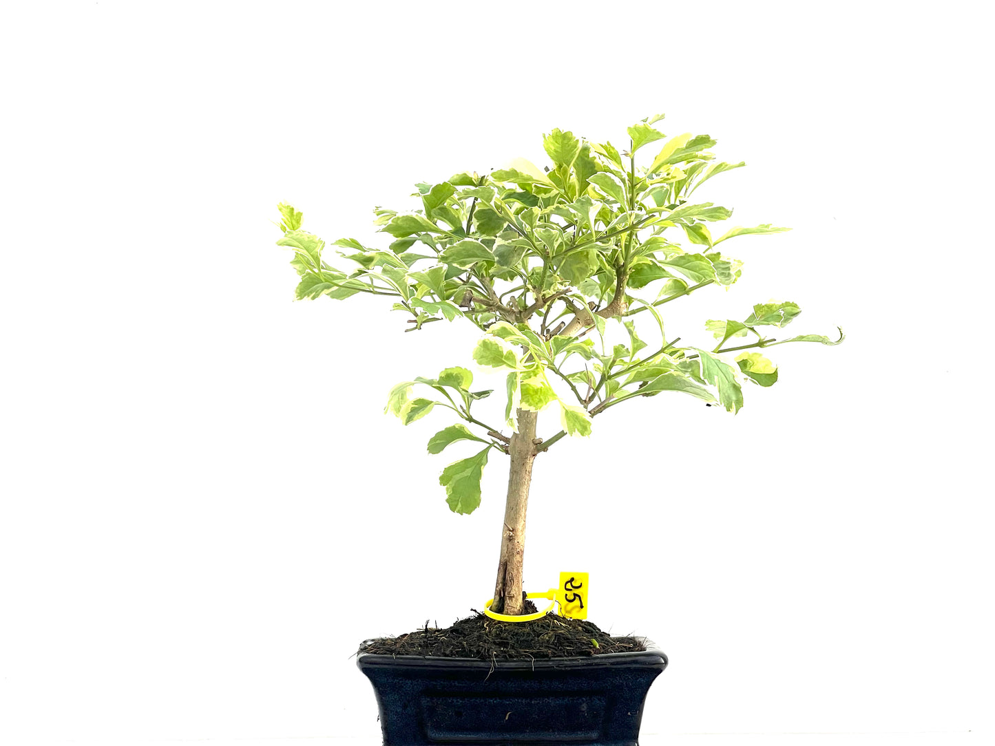 Durantha Repens Variegada 2813