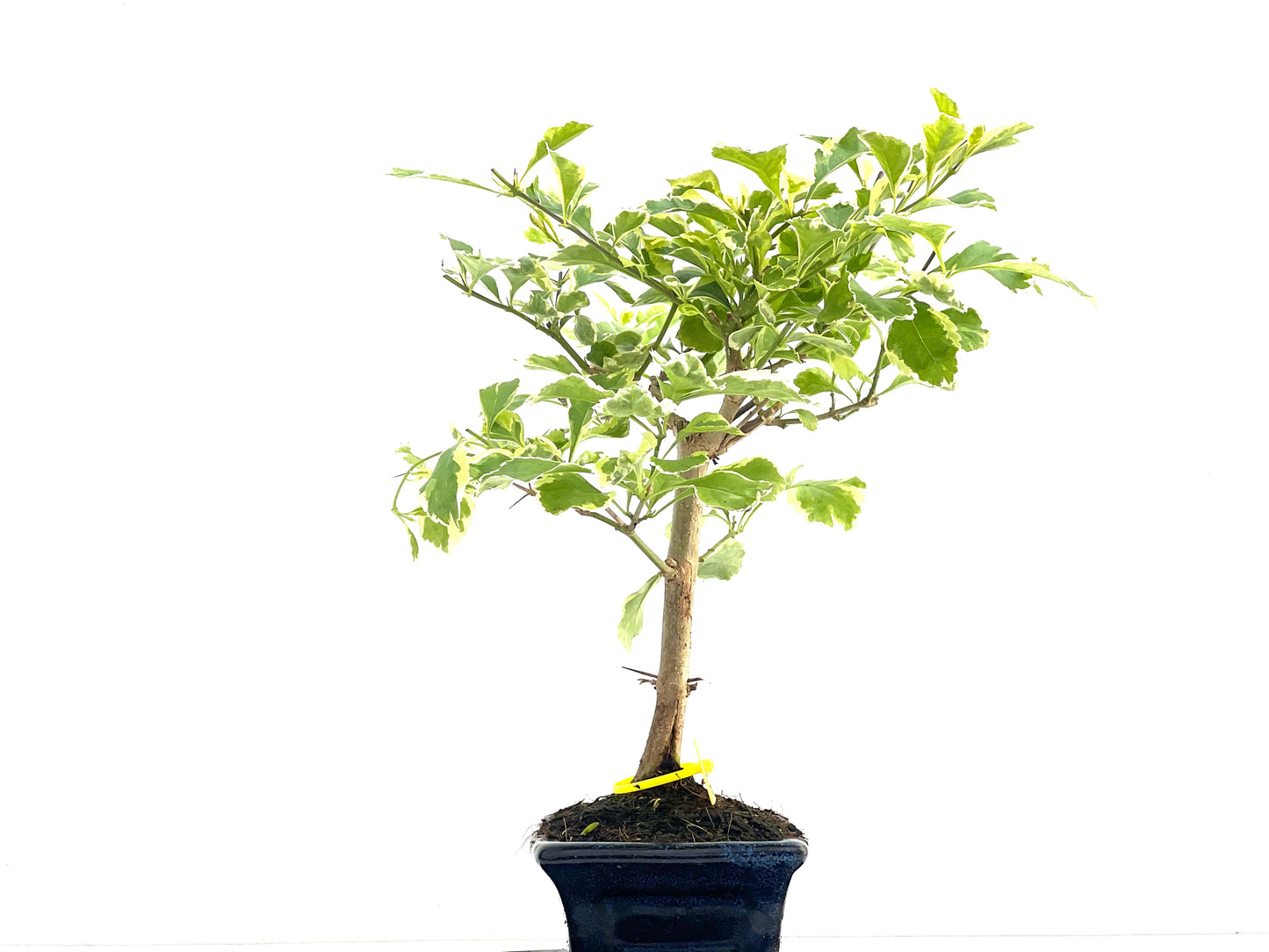 Durantha Repens Variegada 2813