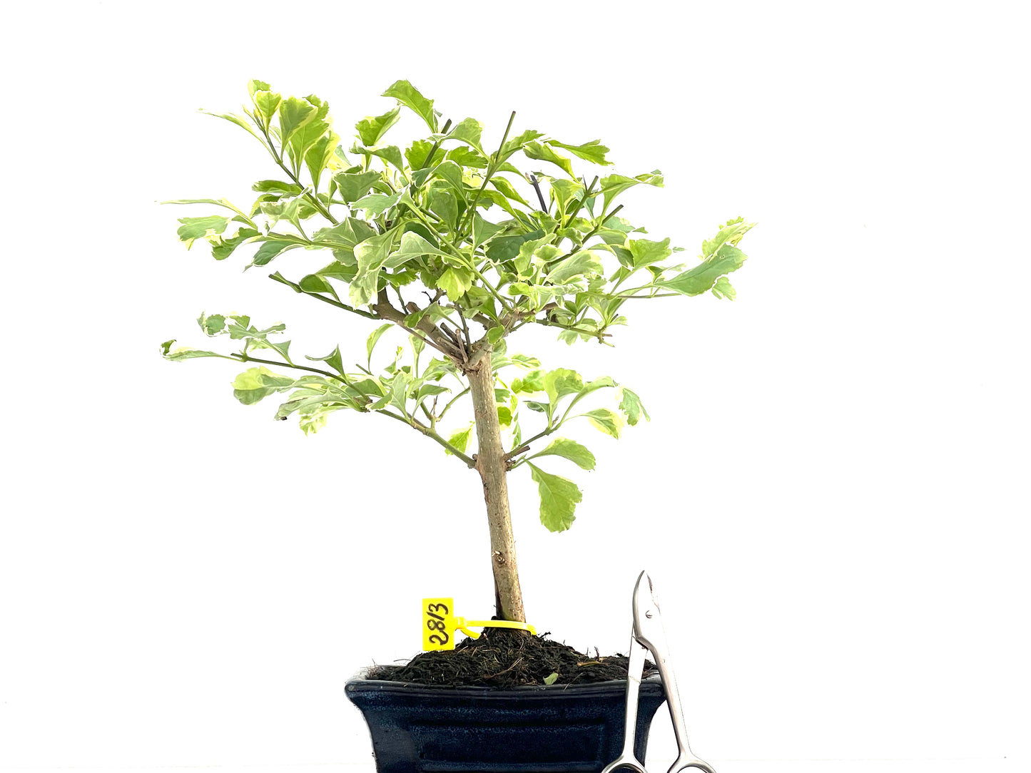 Durantha Repens Variegada 2813