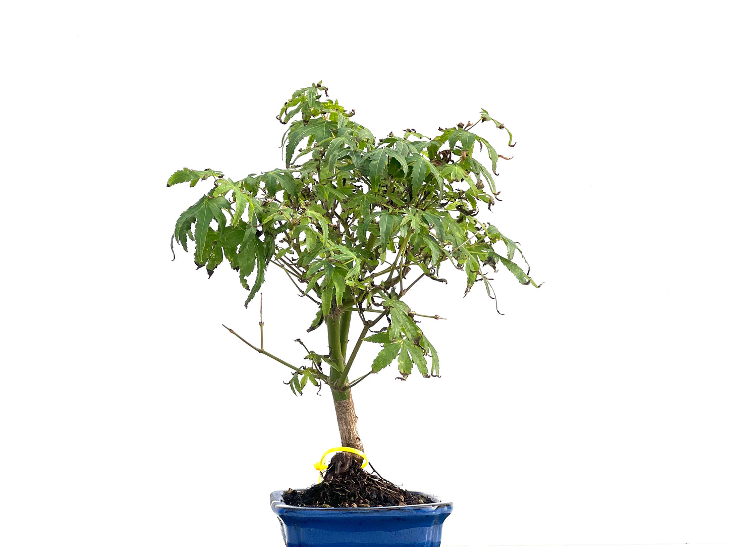 Acer Palmatum 2827