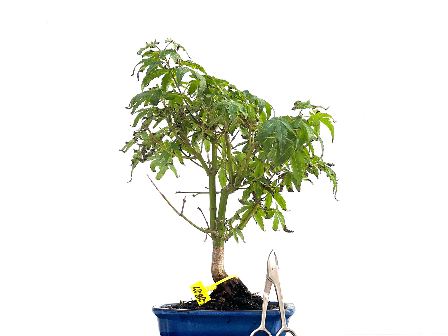 Acer Palmatum 2827