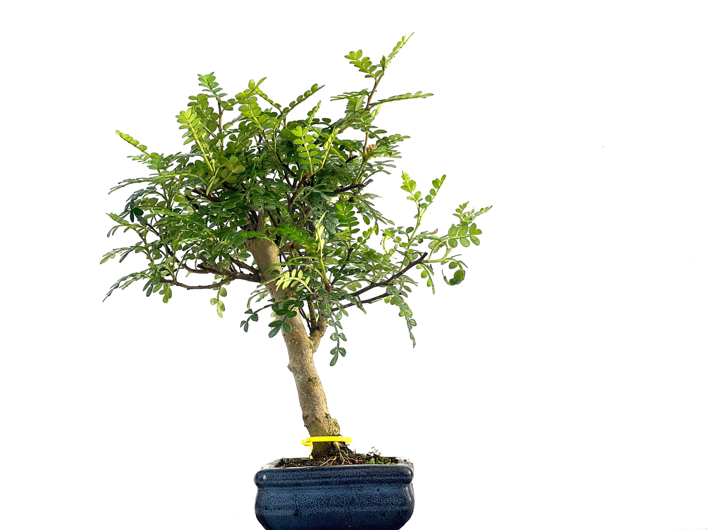 Zanthoxylum Piperitum 2819
