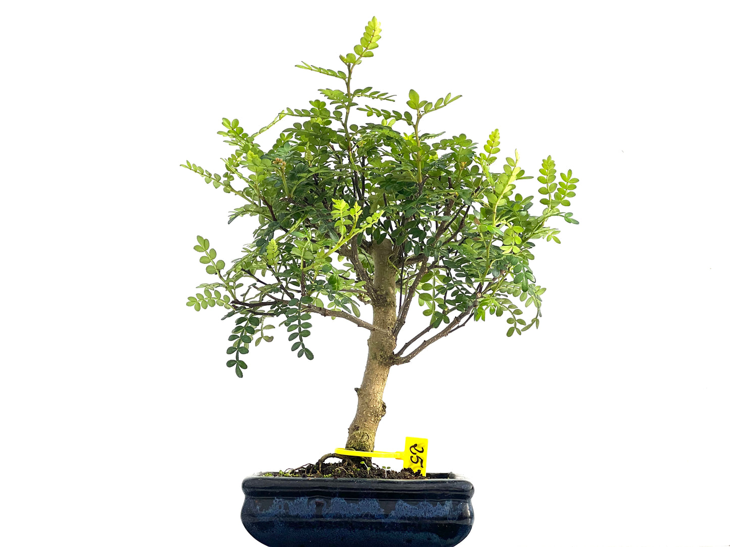Zanthoxylum Piperitum 2819