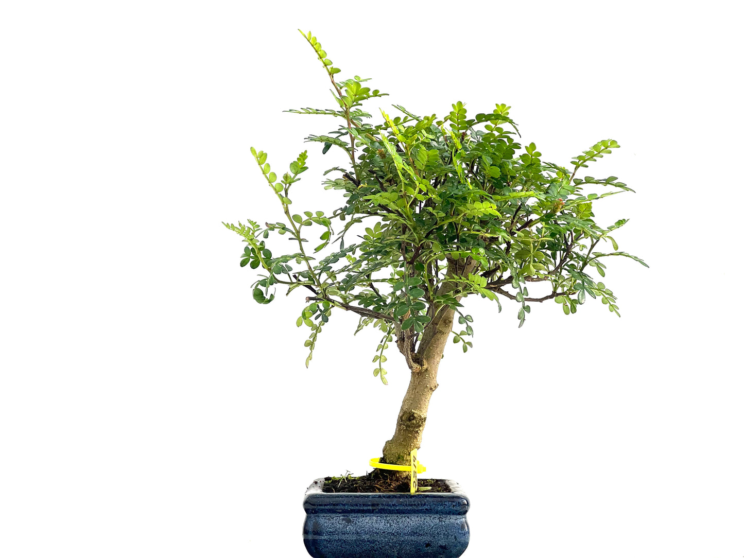 Zanthoxylum Piperitum 2819
