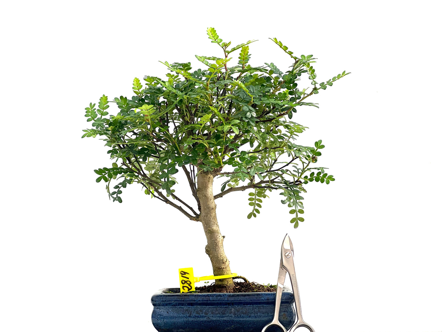 Zanthoxylum Piperitum 2819