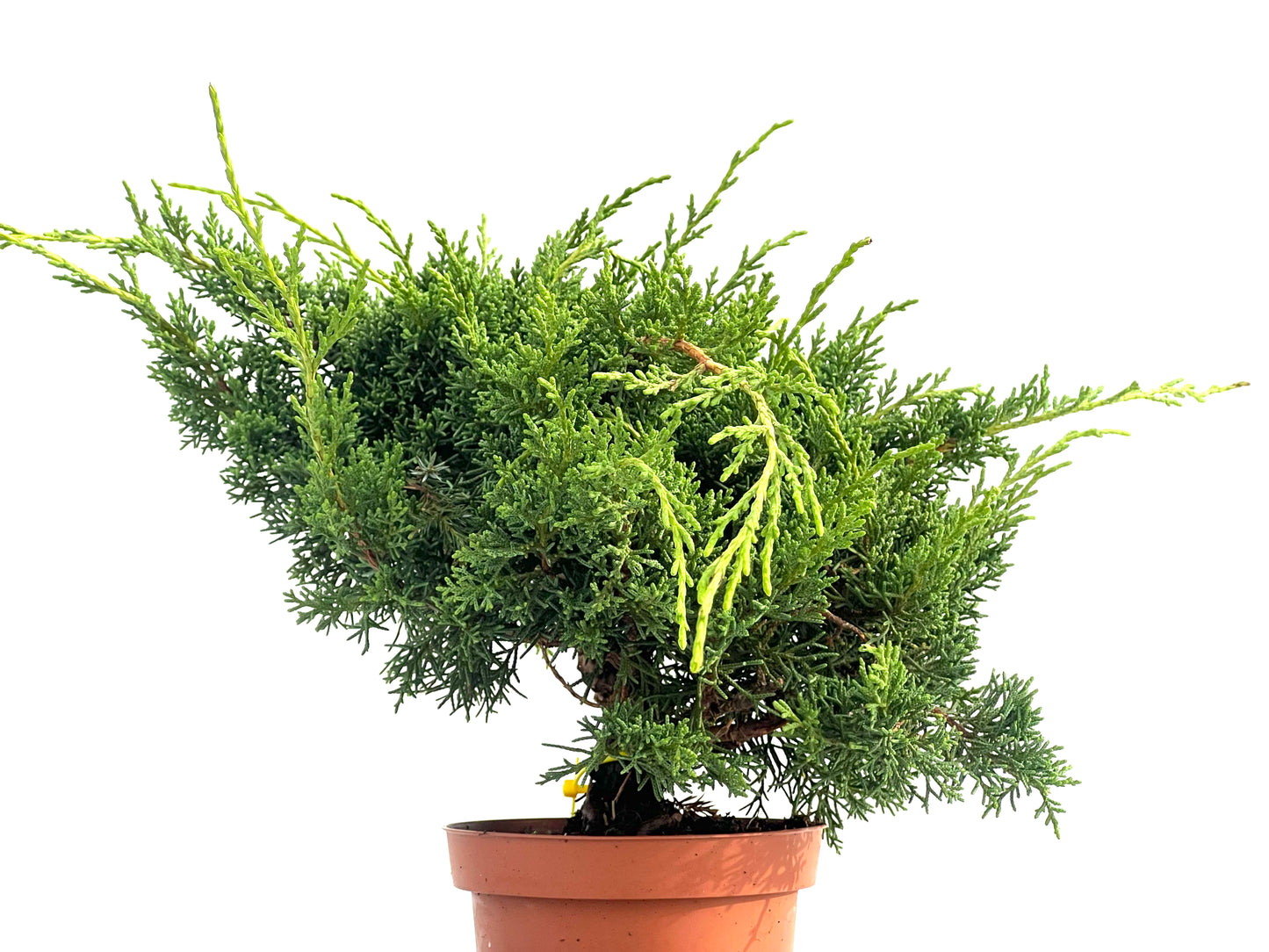 Juniperus Chinensis Kyshu 2828