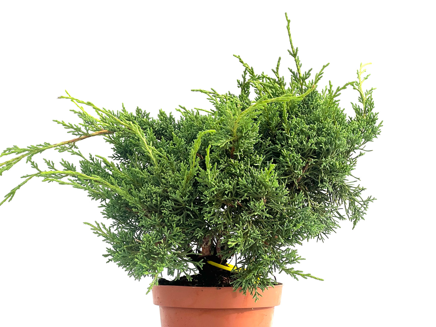 Juniperus Chinensis Kyshu 2828