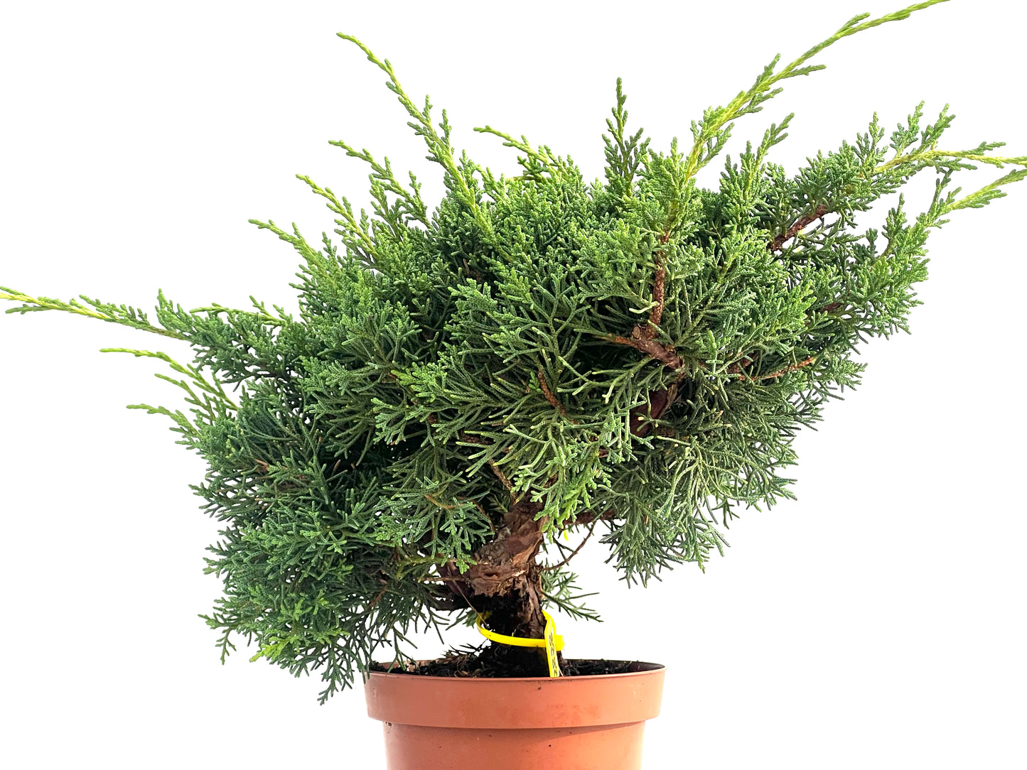 Juniperus Chinensis Kyshu 2828