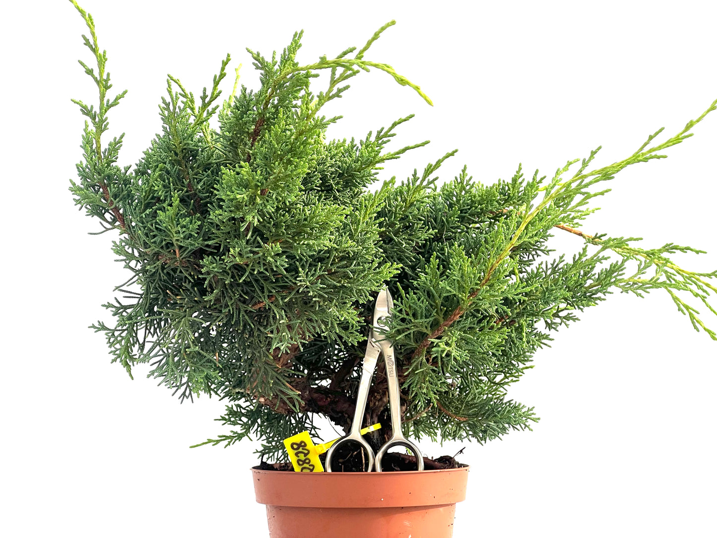 Juniperus Chinensis Kyshu 2828