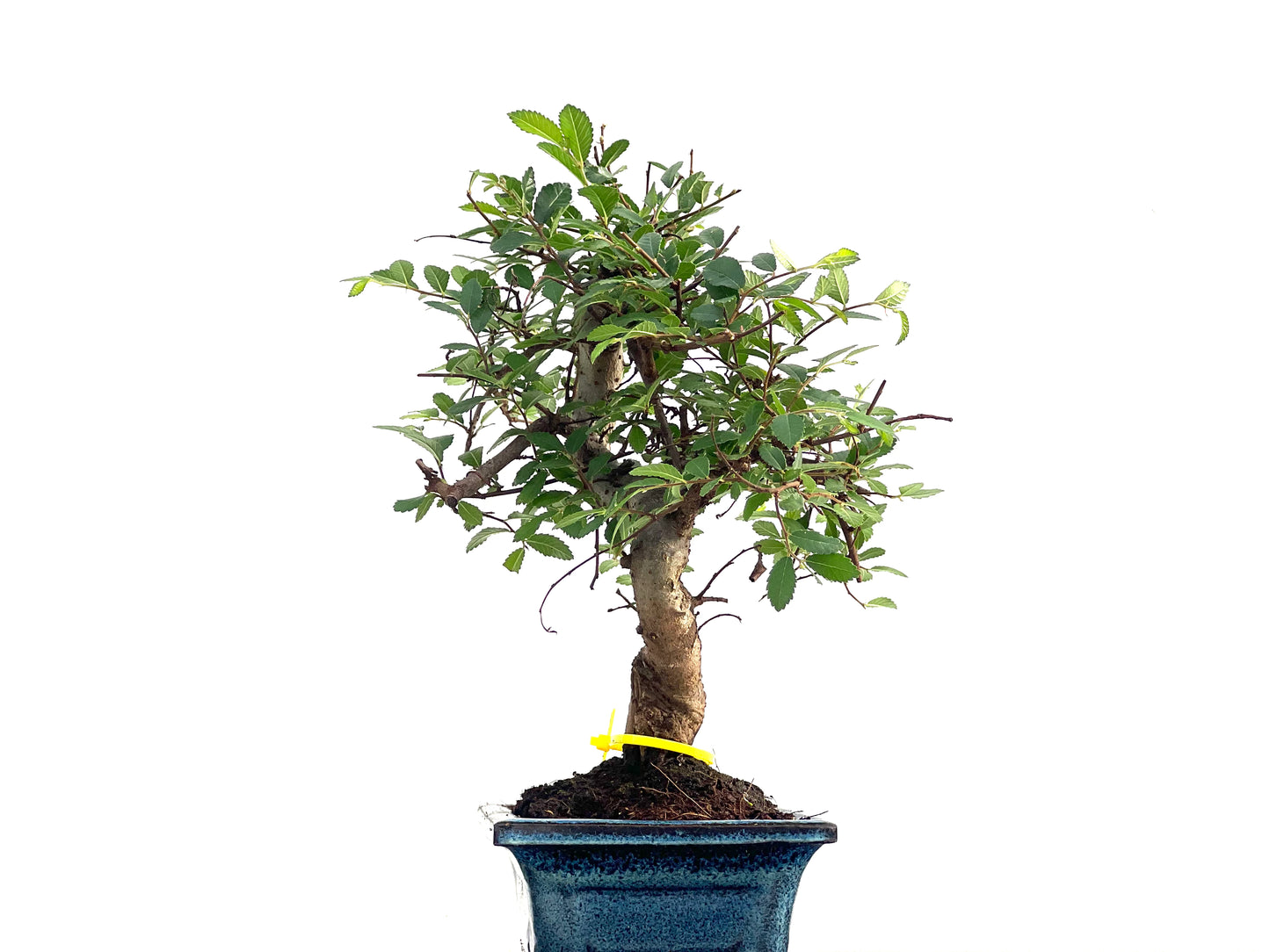 Ulmus Parvifolia 2820