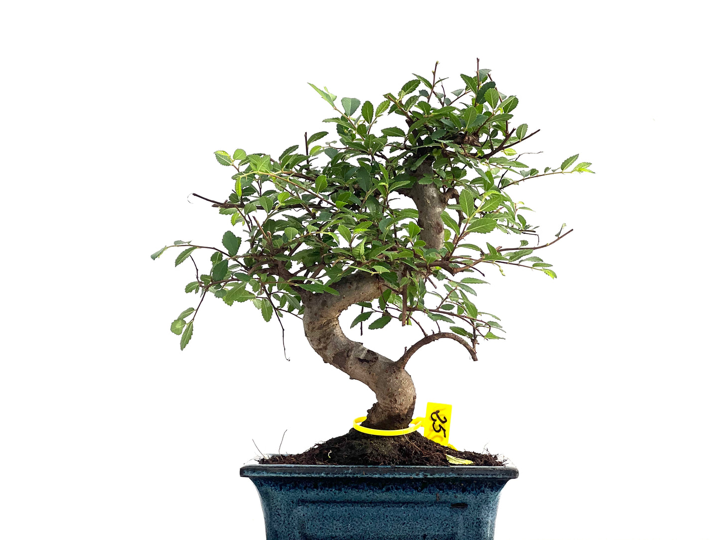 Ulmus Parvifolia 2820