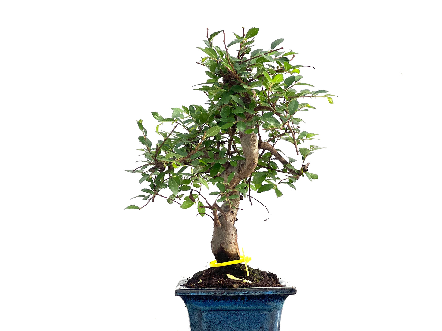 Ulmus Parvifolia 2820