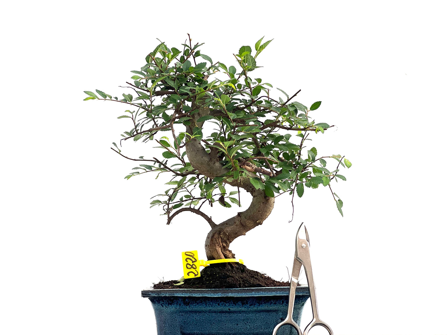 Ulmus Parvifolia 2820