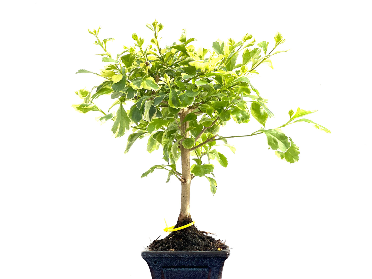 Durantha Repens Variegada 2821