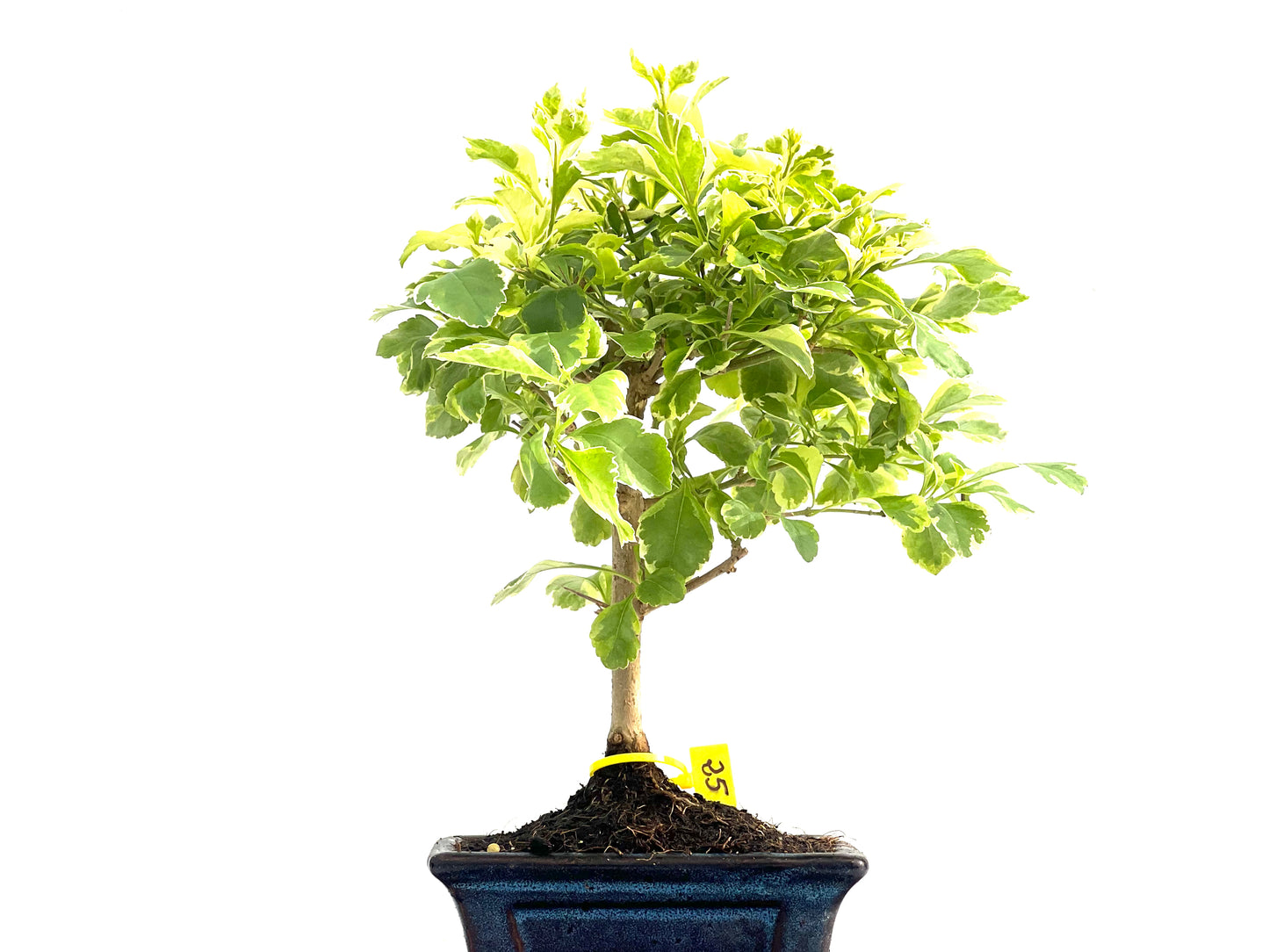 Durantha Repens Variegada 2821