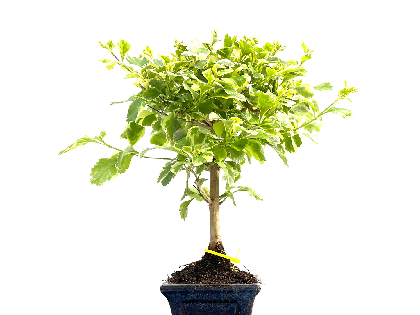 Durantha Repens Variegada 2821
