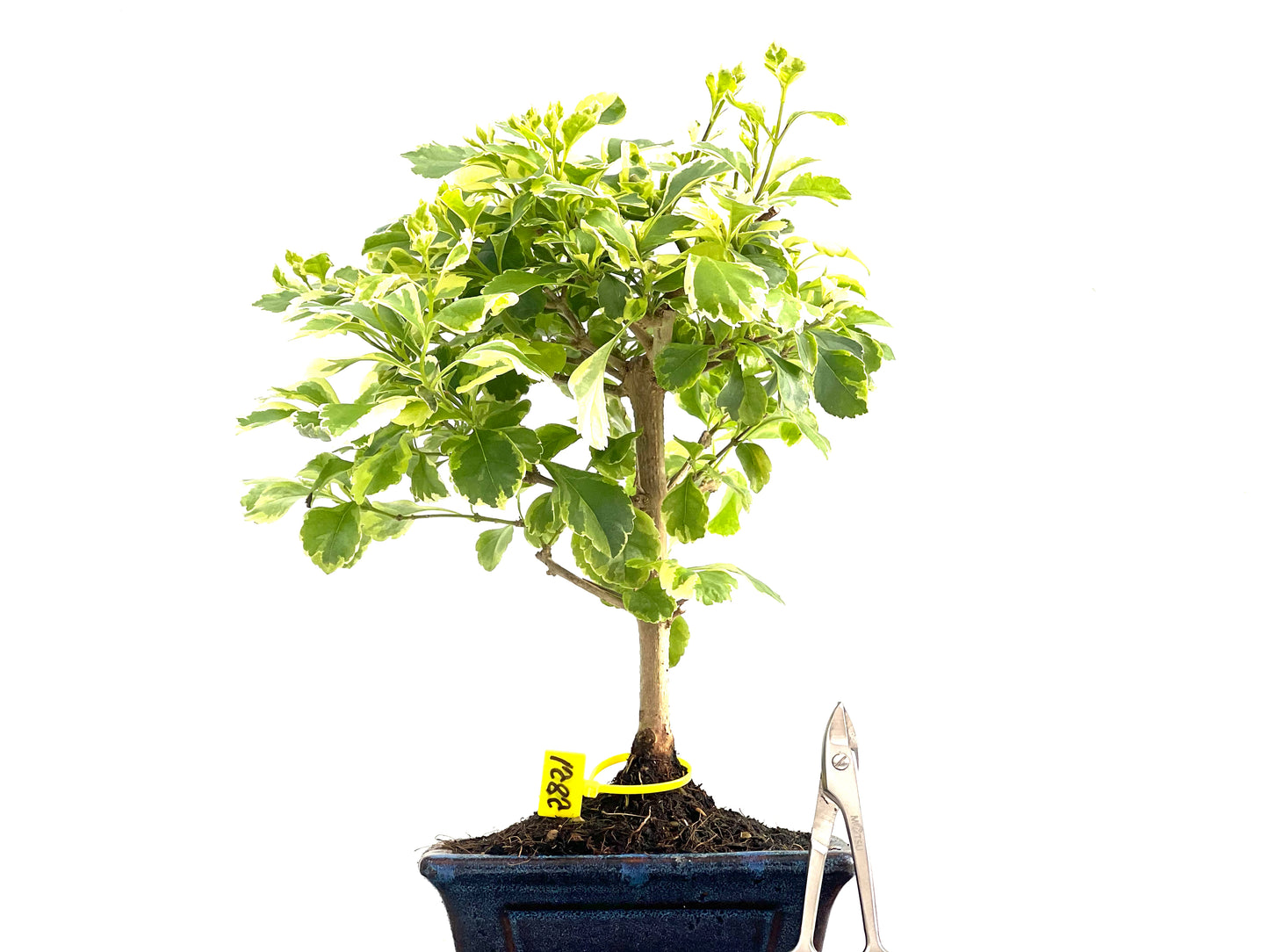 Durantha Repens Variegada 2821