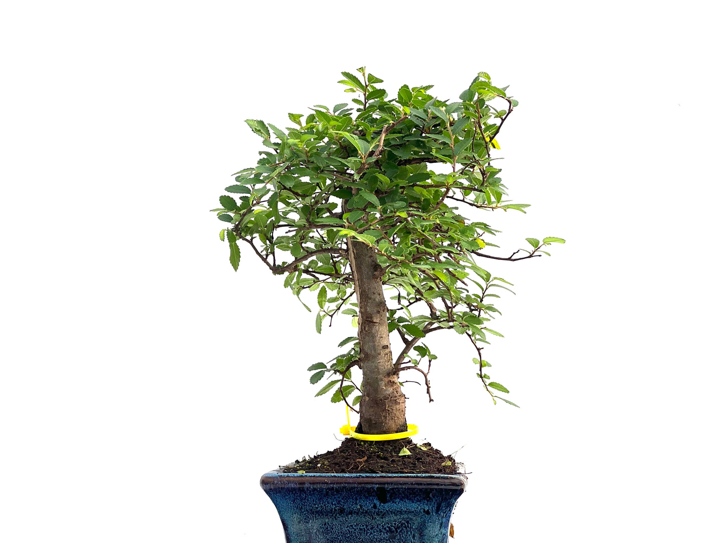 Ulmus Parvifolia 2822