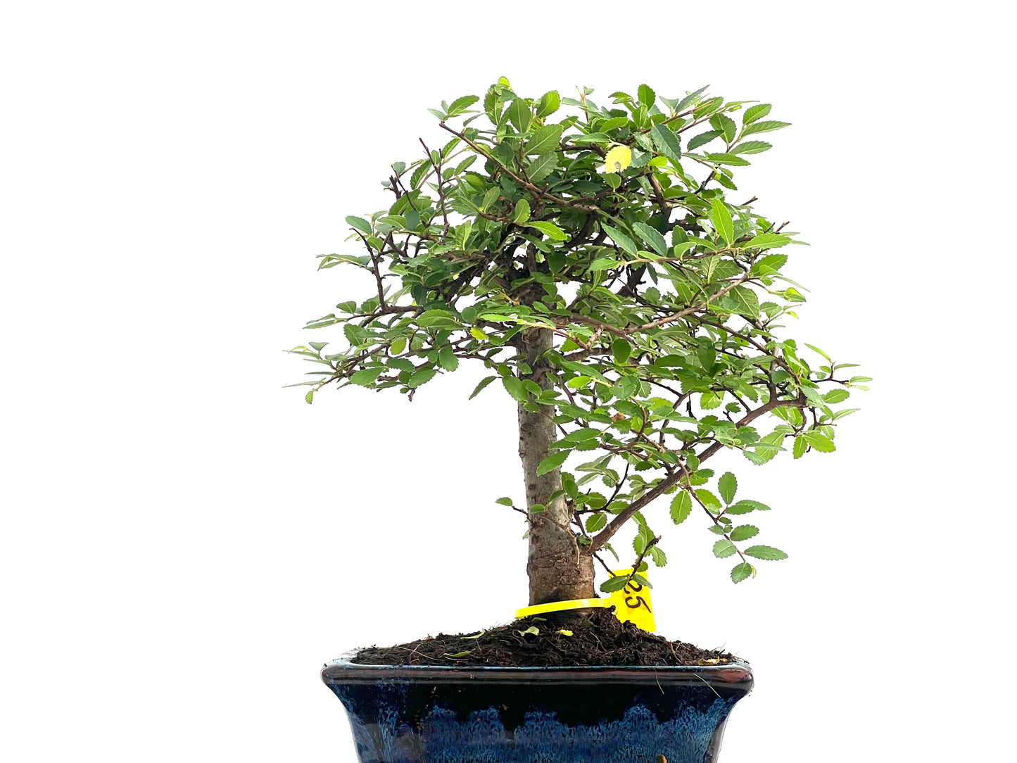 Ulmus Parvifolia 2822