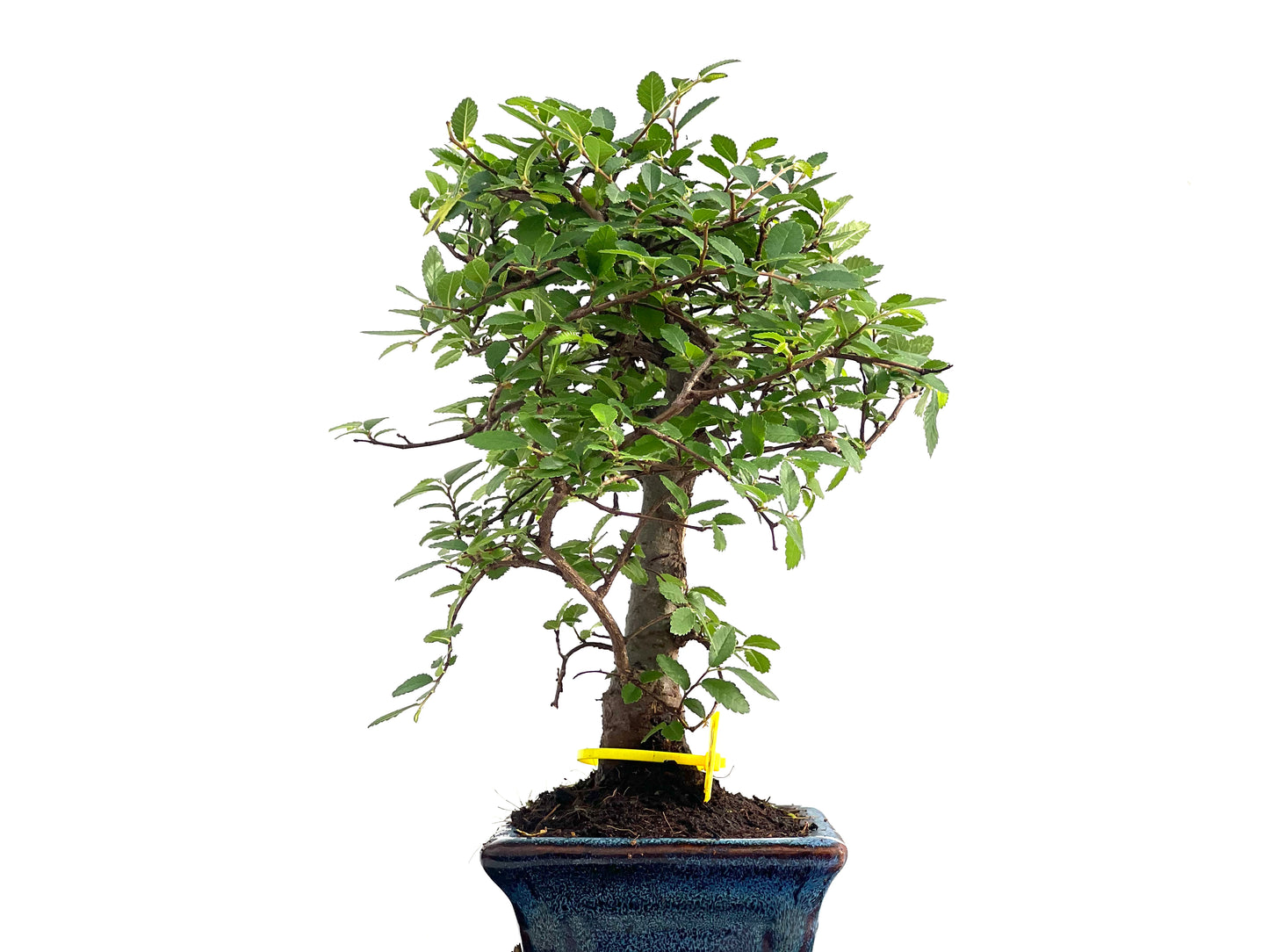 Ulmus Parvifolia 2822