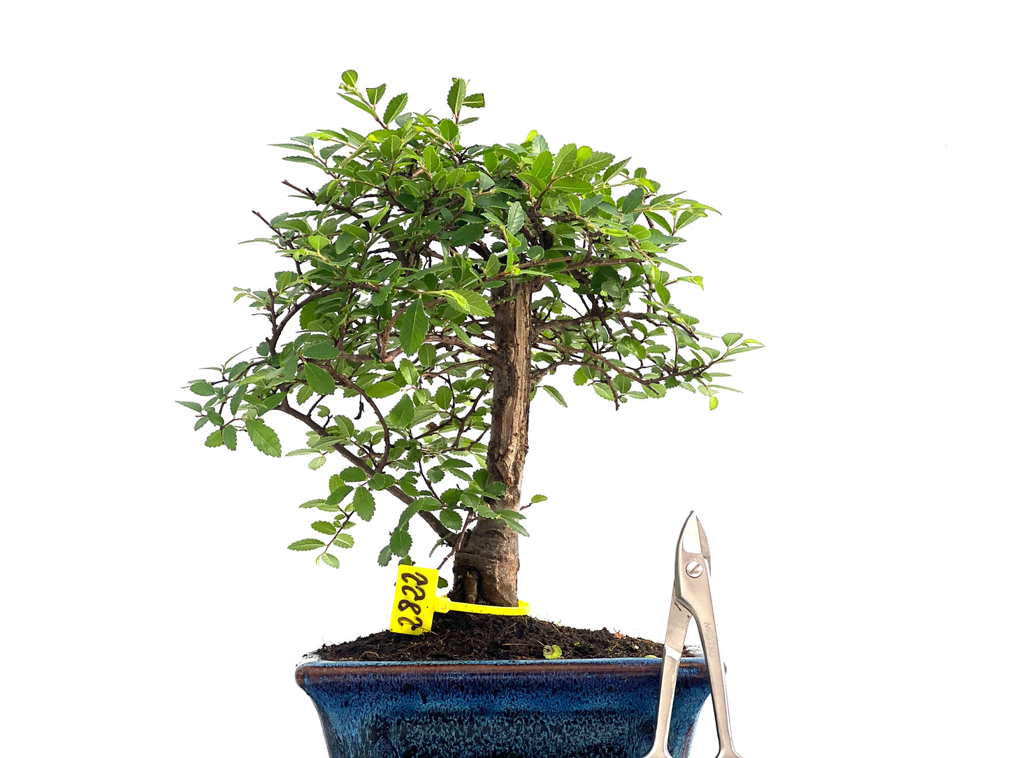 Ulmus Parvifolia 2822