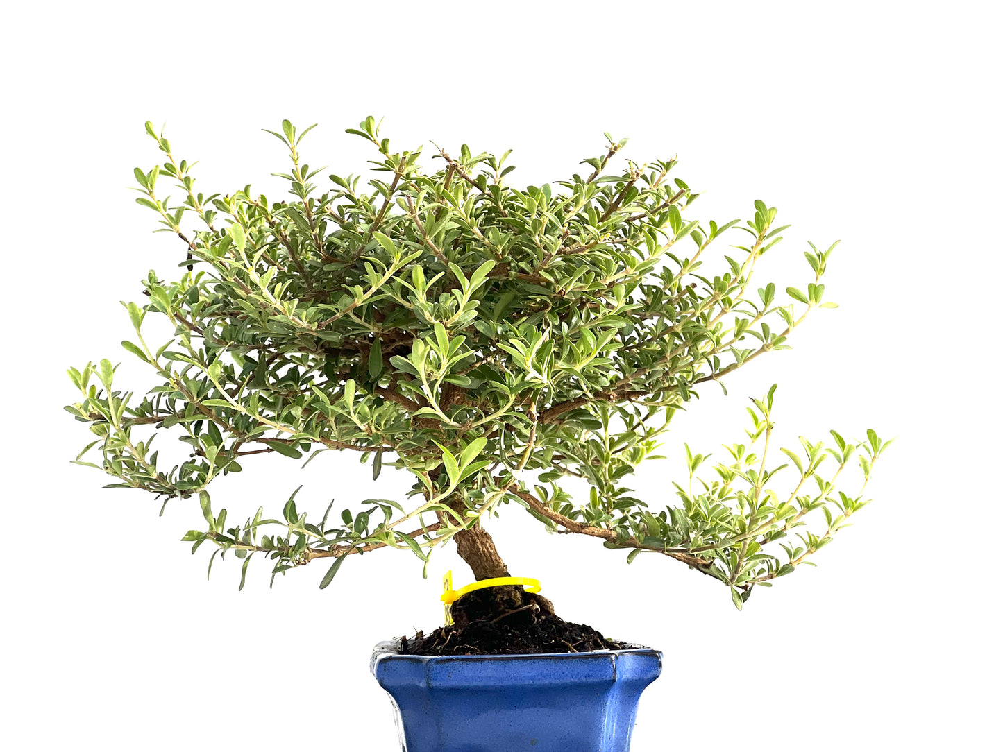 Coprosma 2823
