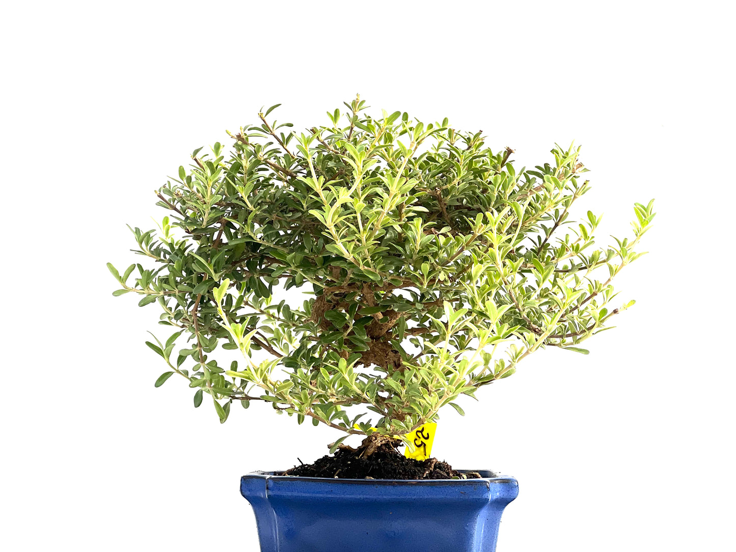 Coprosma 2823
