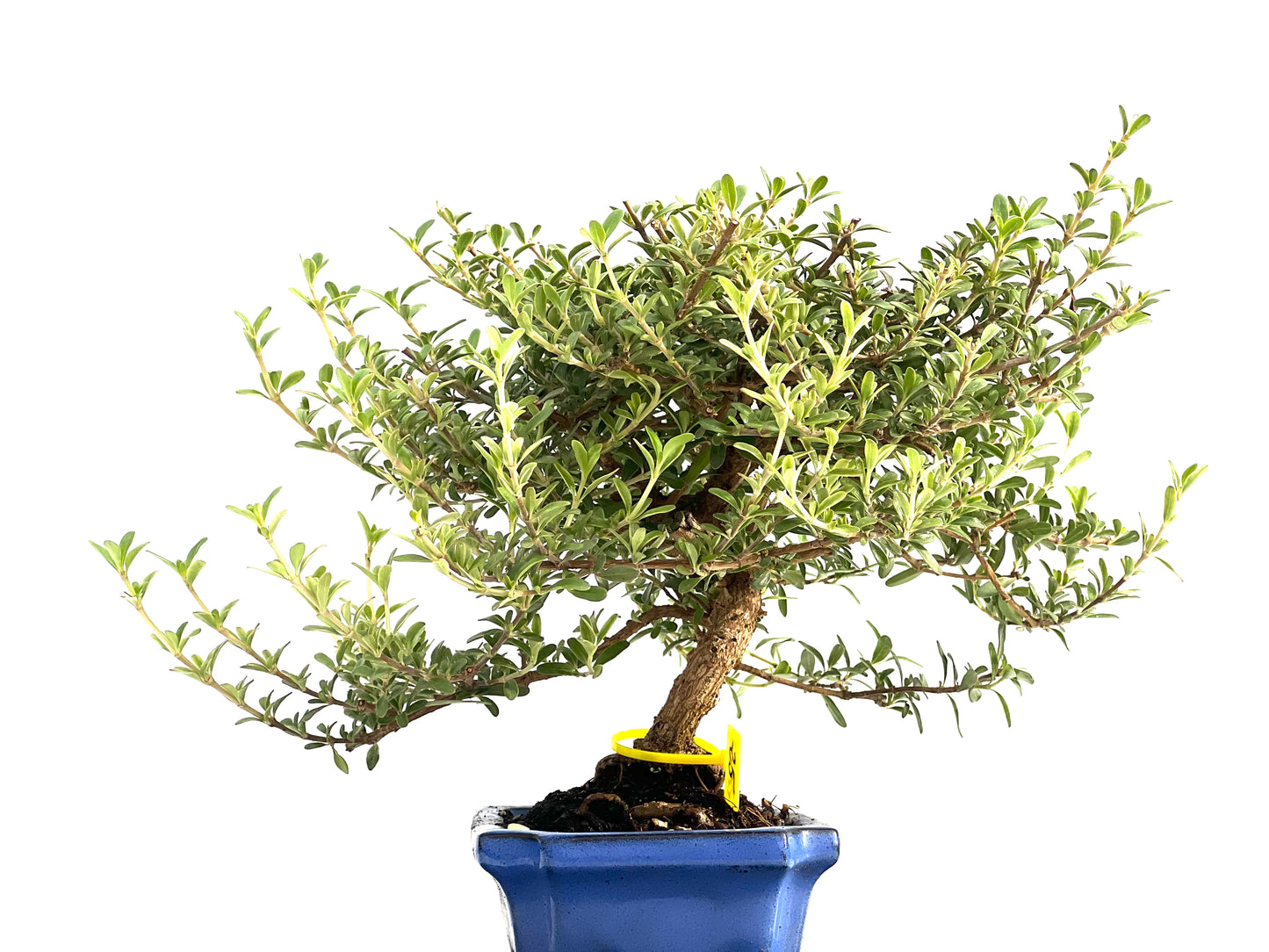 Coprosma 2823