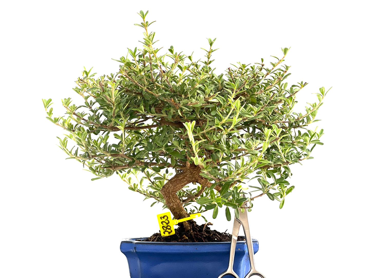Coprosma 2823