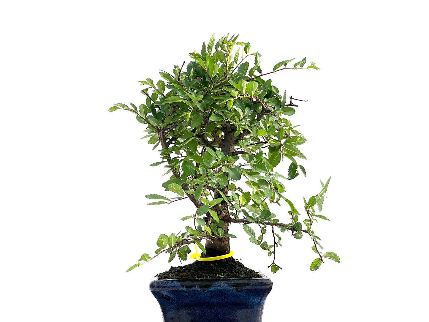 Ulmus Parvifolia 2814