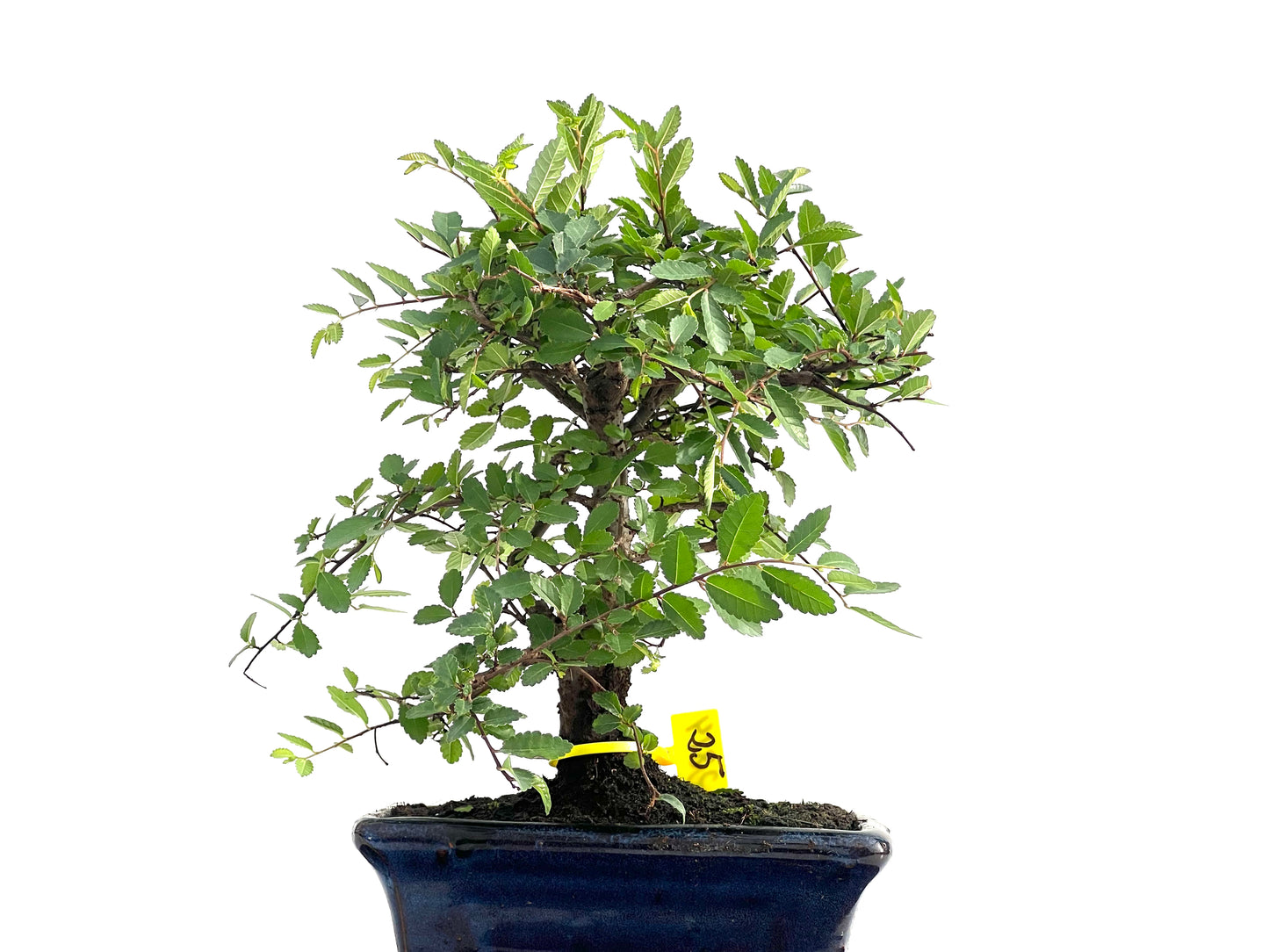 Ulmus Parvifolia 2814