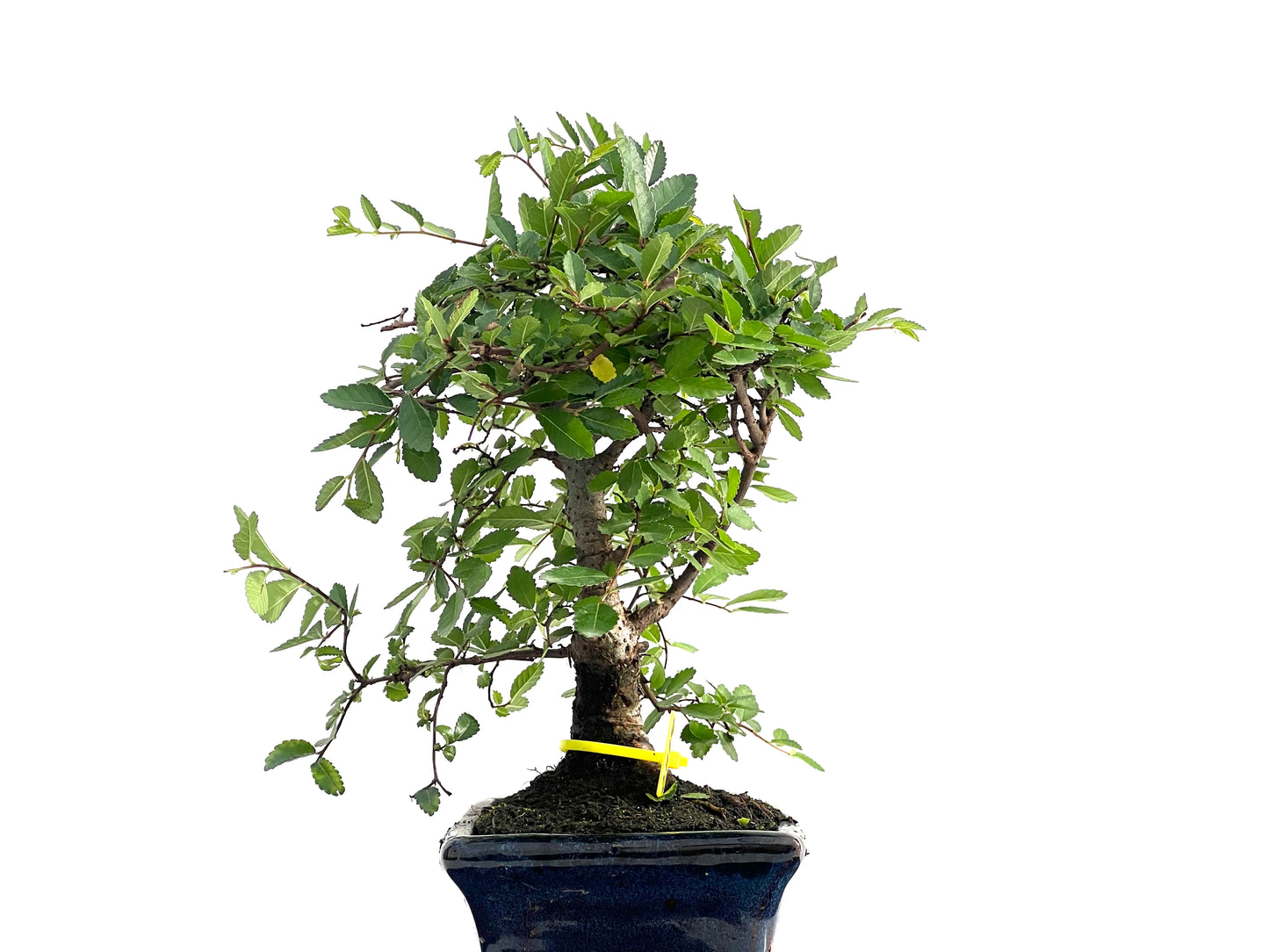 Ulmus Parvifolia 2814