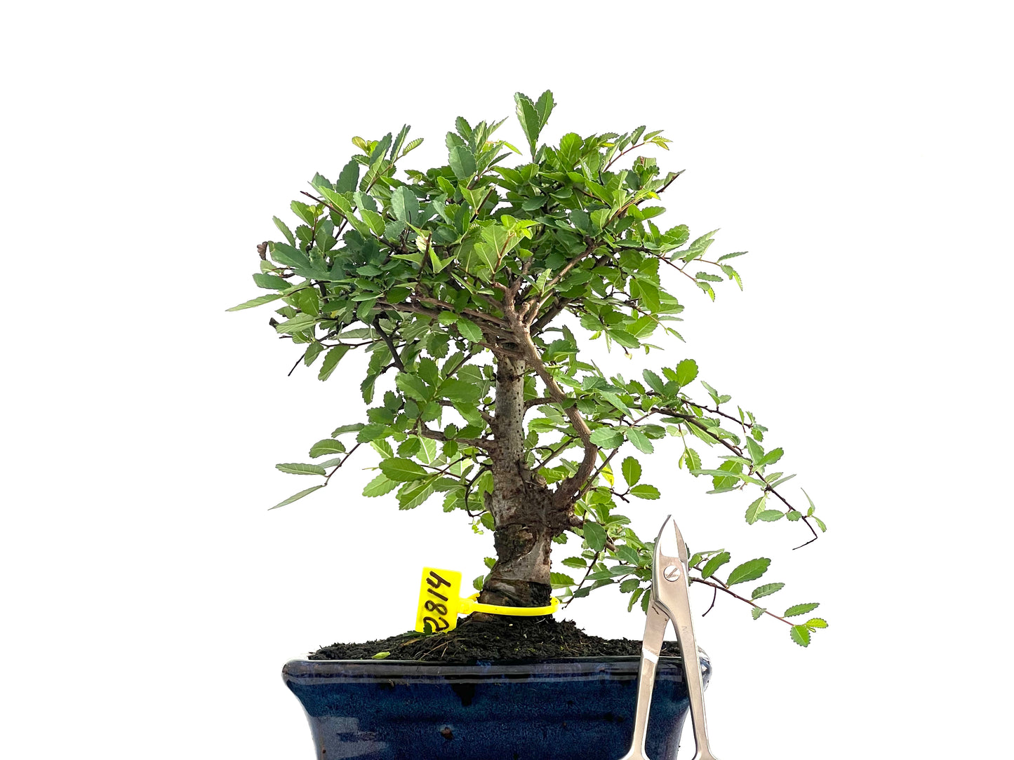 Ulmus Parvifolia 2814