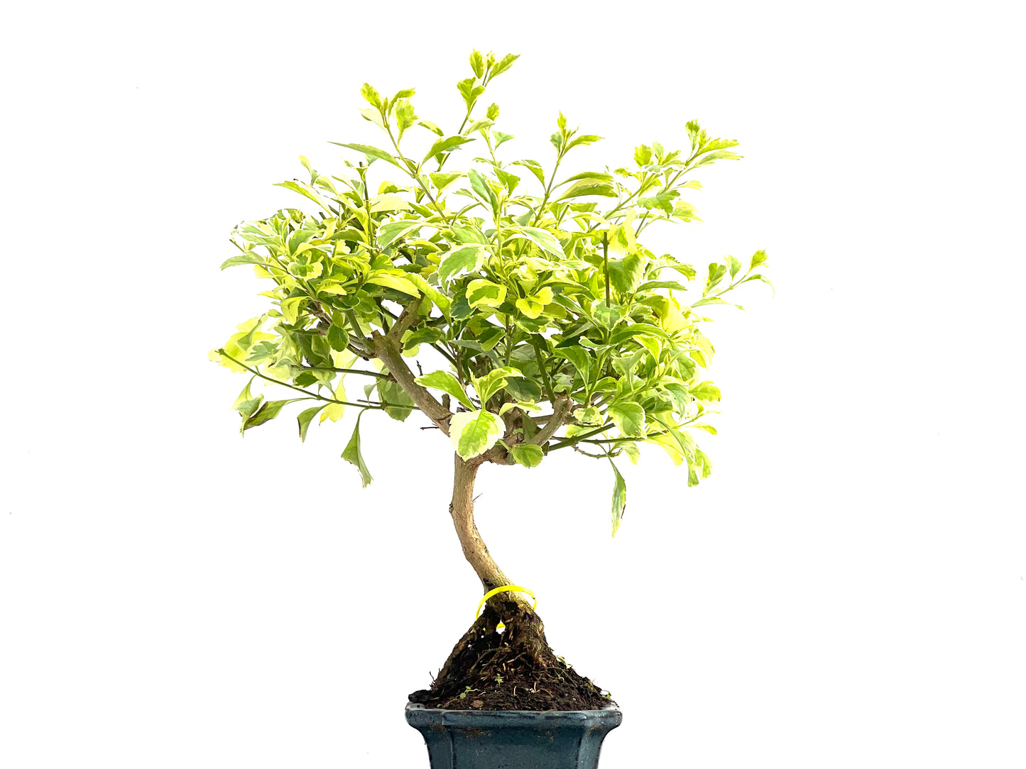 Durantha Repens Variegada 2829