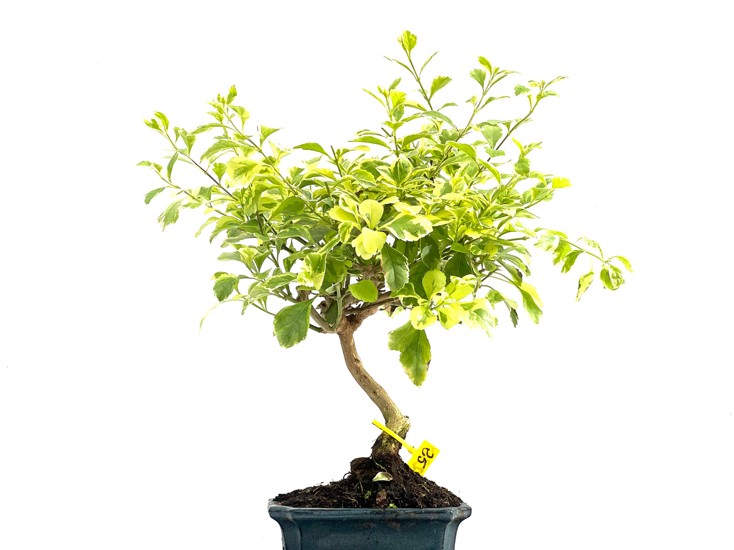Durantha Repens Variegada 2829