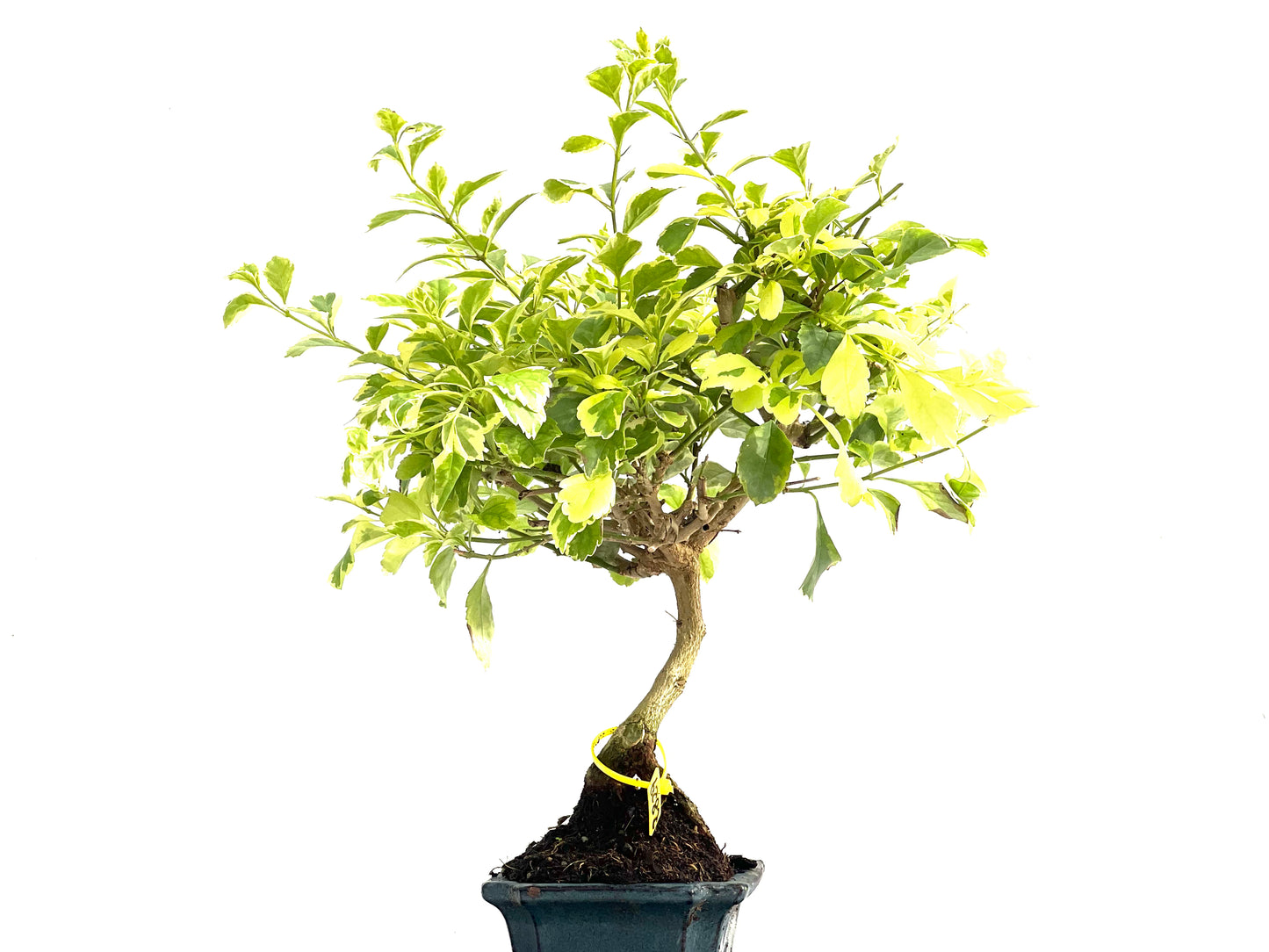 Durantha Repens Variegada 2829