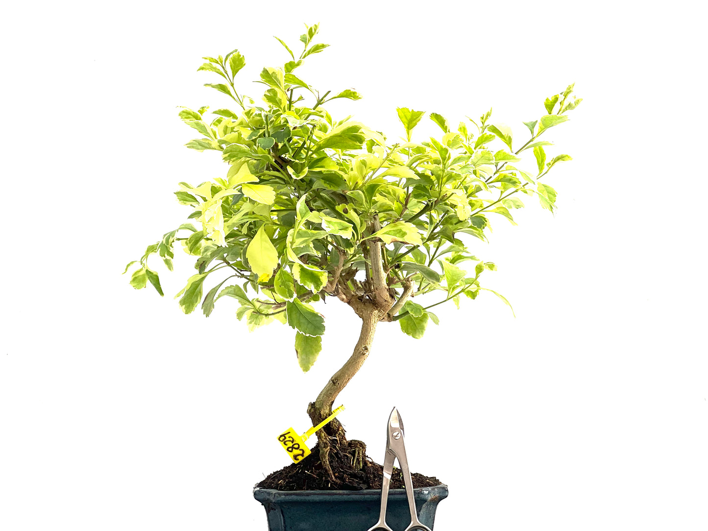 Durantha Repens Variegada 2829