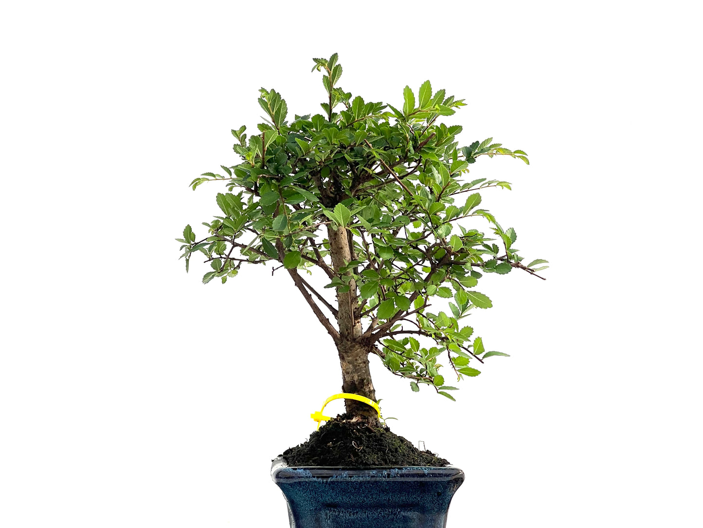 Ulmus Parvifolia 2834