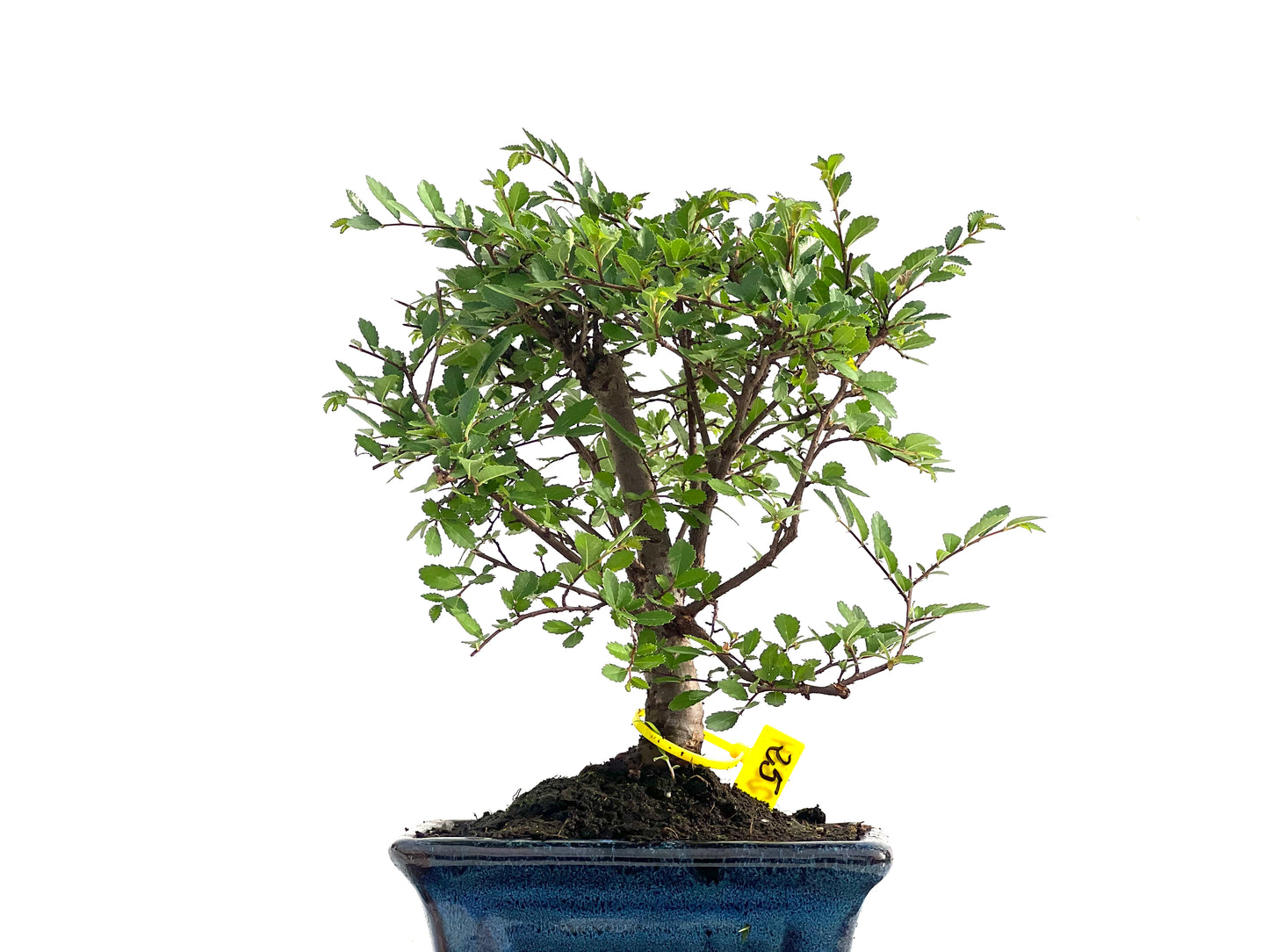 Ulmus Parvifolia 2834
