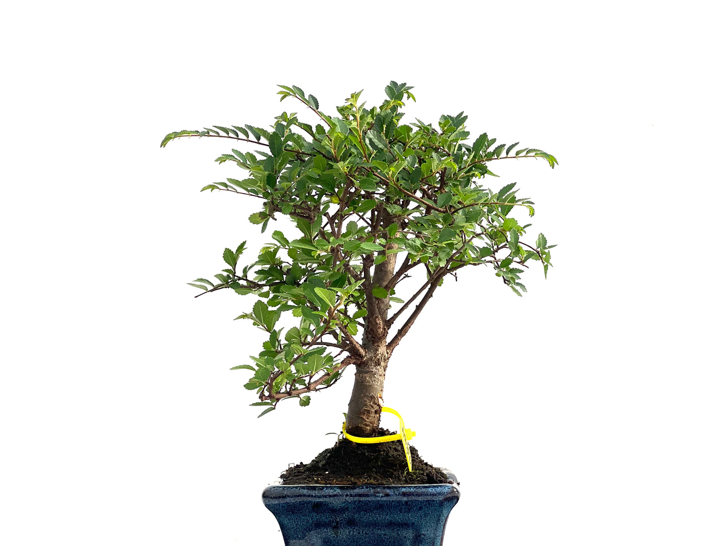 Ulmus Parvifolia 2834