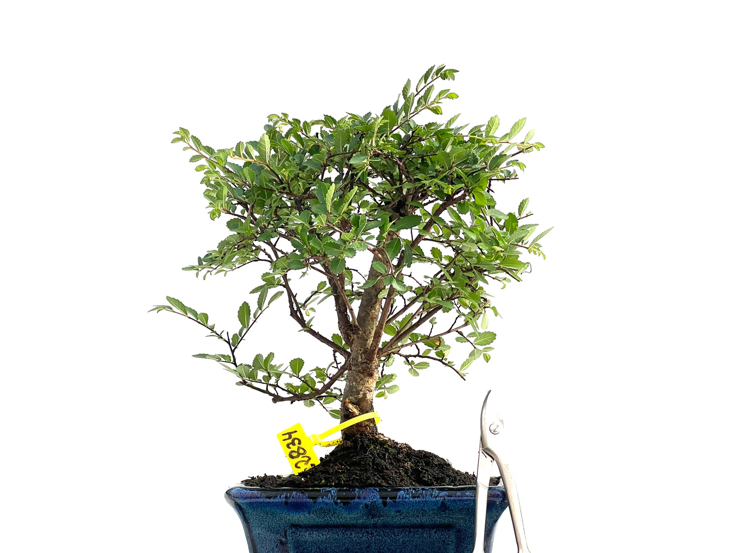 Ulmus Parvifolia 2834