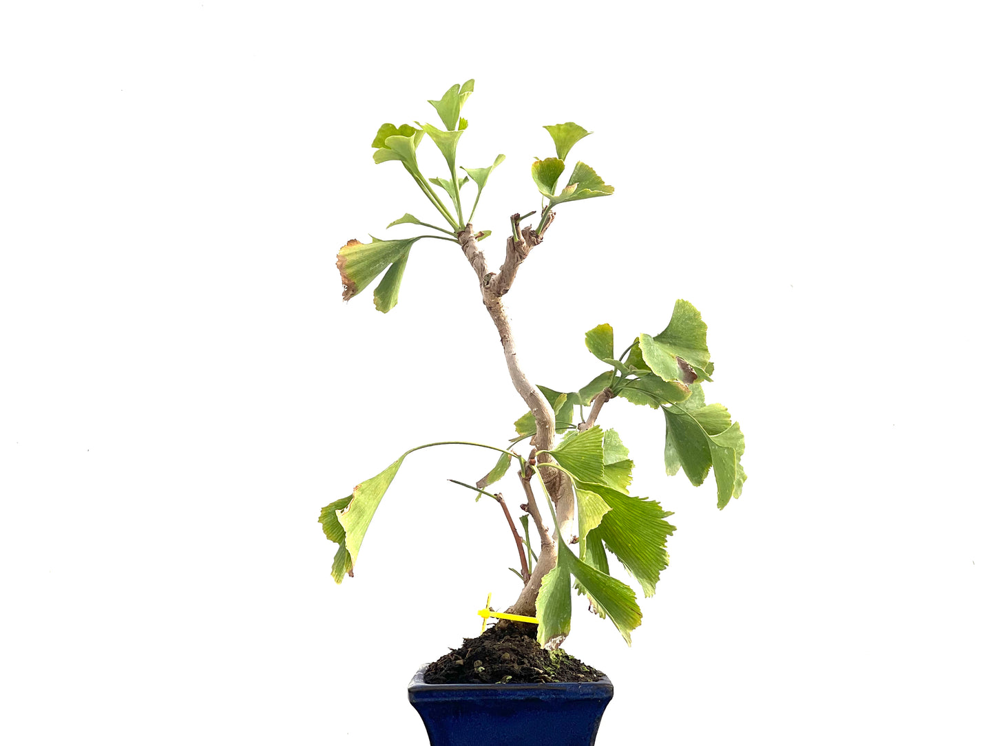 Ginkgo Biloba 2835