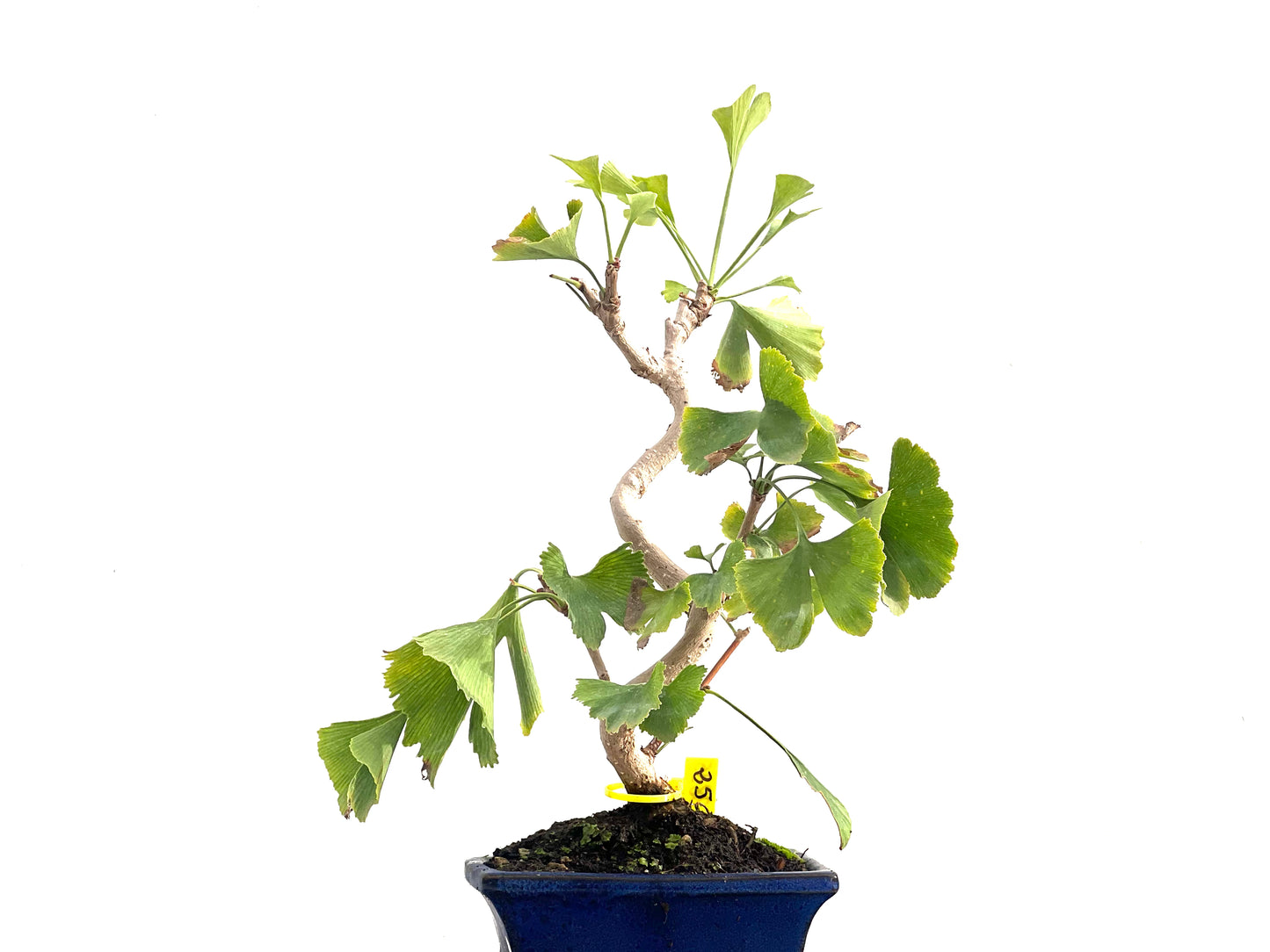 Ginkgo Biloba 2835