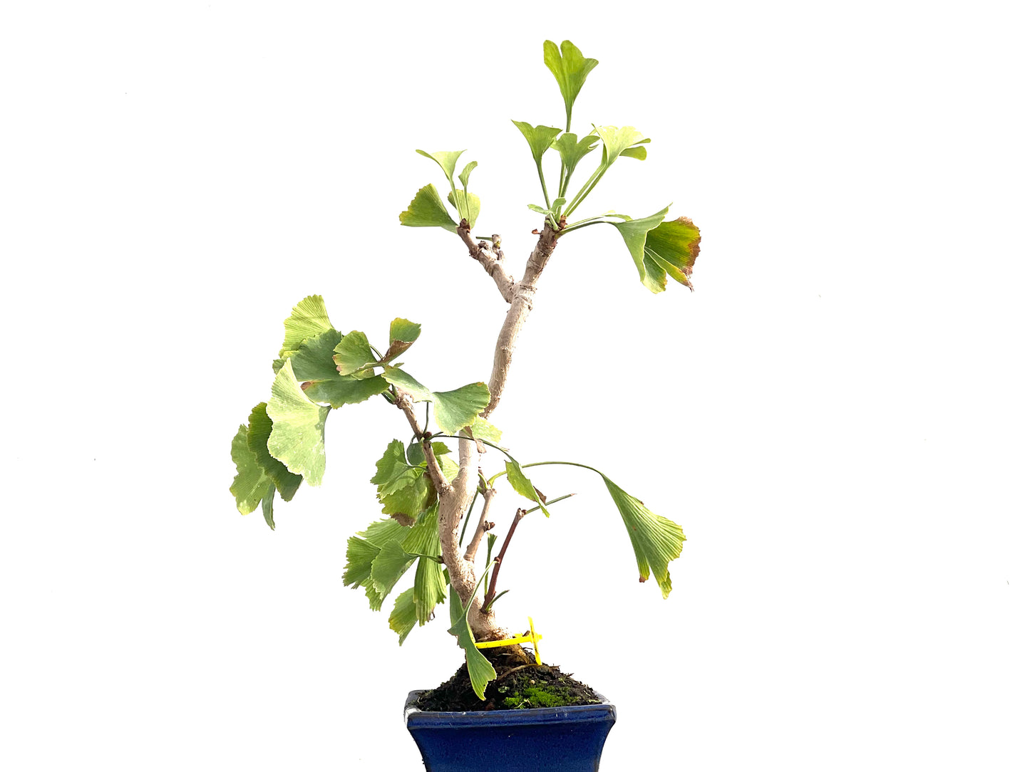 Ginkgo Biloba 2835